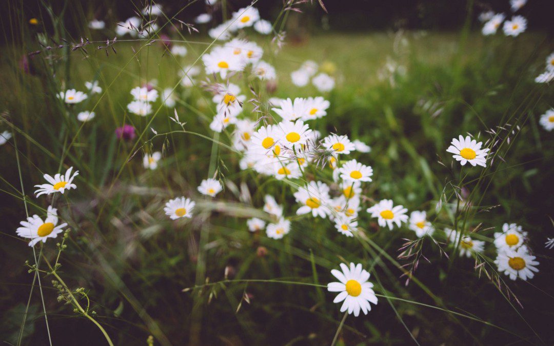Sommartips